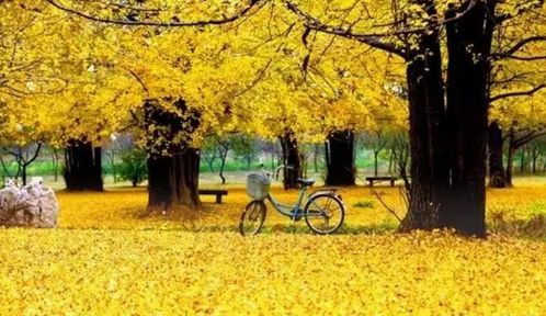 校園銀杏作文初二