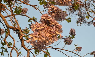 校園的樹三年級作文,校園的木棉花樹作文,校園里的桃花樹作文300字