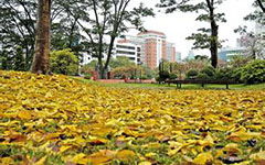 校園之秋作文800字作文