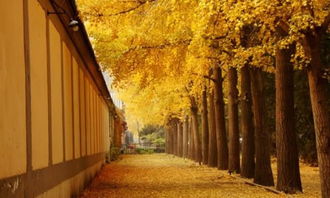 深秋的校園作文結(jié)尾,深秋的校園作文600字左右,深秋的校園作文400字