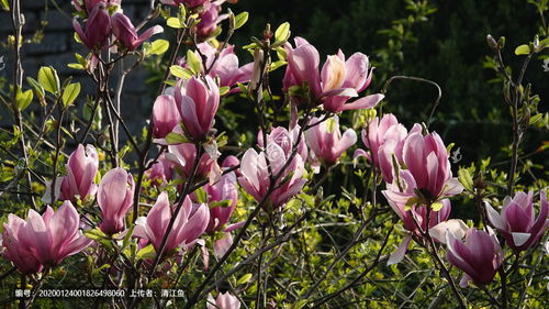 描寫校園風景線的作文關(guān)于紫玉蘭花