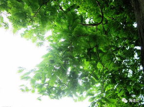 作文,校園,合歡樹