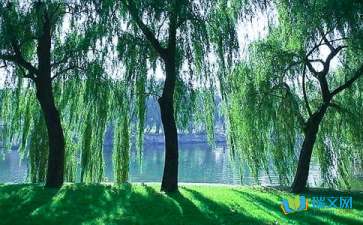 校園里的柳樹作文1