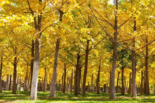 校園里的銀杏樹和玉蘭樹作文