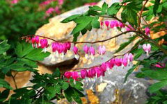 校園里的植物園作文200字