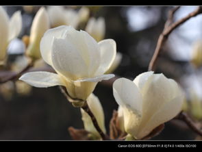 關于校園白玉蘭的作文