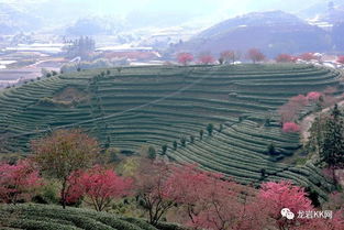 校園里鞭炮花作文