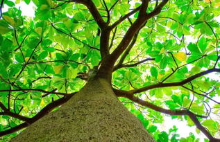 關(guān)于校園中樹木的作文六百字