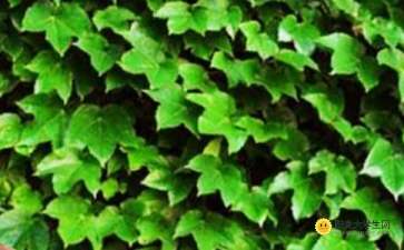 校園的爬山虎作文400字四級