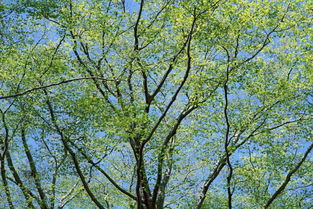 校園春天的風(fēng)景300字作文三級