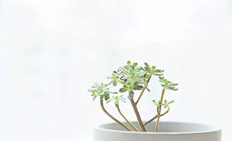 介紹校園的一種植物作文600字左右