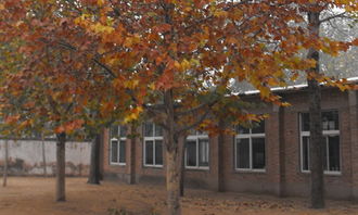 我愛校園里的梧桐樹作文