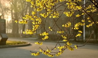 關(guān)于寫(xiě)校園春天的作文300字