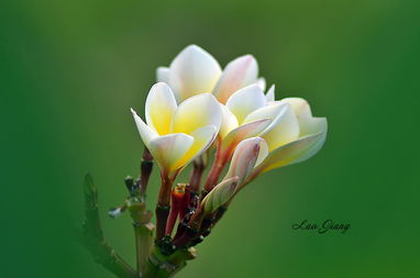 寫(xiě)校園雞蛋花的作文四百字