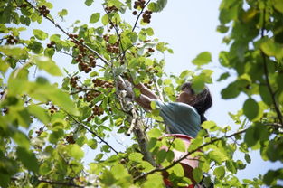 校園里的棠梨樹作文