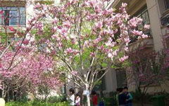 春天寫花的作文400字校園