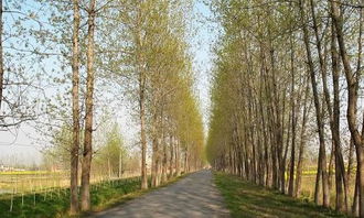 校園里白楊樹作文300字,校園里的白楊樹作文,校園里的白楊樹作文200字