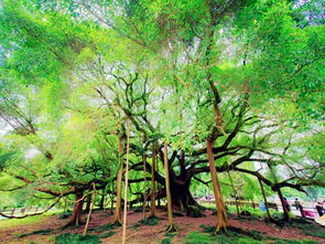 校園一景大榕樹作文