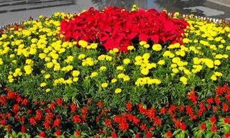 四級(jí)下冊(cè)第一單元的作文校園的花壇