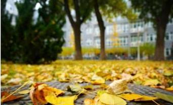 秋天的校園的作文300字作文四級作文