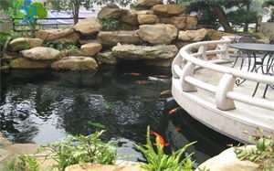 校園景色魚(yú)池作文