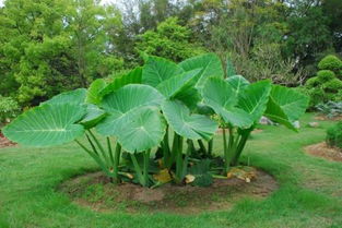 校園的植物園作文500字