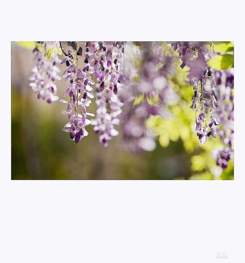 又見校園里的紫藤花作文