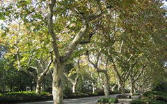 校園四季的梧桐樹作文