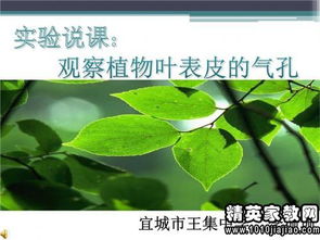 校園植物作文200字三級