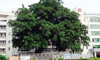 三級(jí)作文校園里的大榕樹