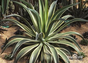 龍須海棠的養(yǎng)殖方法和注意事項