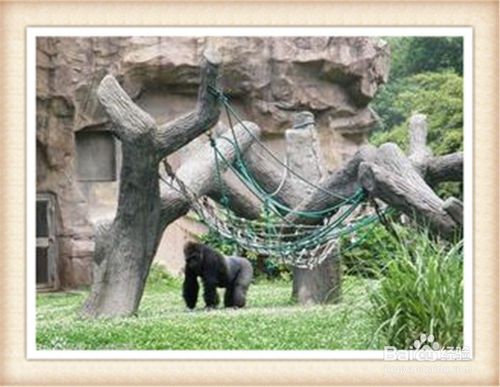 深圳,動(dòng)物園,注意事項(xiàng)