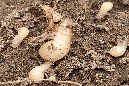 做金蟬的注意事項