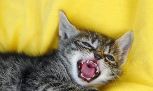 拔牙后的注意事項及飲食,拔牙后十大注意事項,拔牙后注意事項要牢記