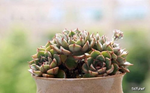 夏天多肉露養(yǎng)注意事項(xiàng)