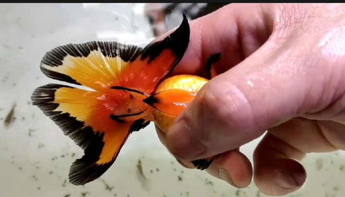 注意事項(xiàng),擠卵擠精