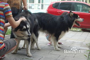 女子與狗交配注意事項(xiàng)