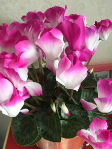 仙客來,養(yǎng)殖,注意事項,方法