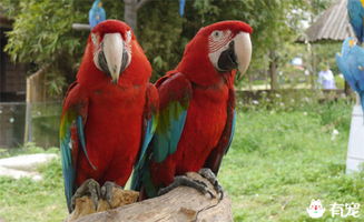 鸚鵡孵化期間注意事項(xiàng)