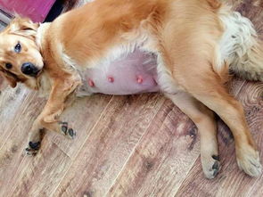 母狗懷孕時飲食的注意事項,母狗絕育術(shù)前注意事項,母狗產(chǎn)仔注意事項