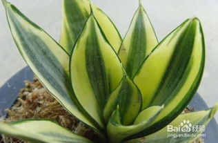 冬季虎尾蘭的養(yǎng)殖方法和注意事項有哪些,虎尾蘭的養(yǎng)殖方法和注意事項,虎尾蘭的水培養(yǎng)殖方法和注意事項