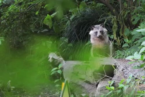 貉子,注意事項(xiàng),產(chǎn)仔