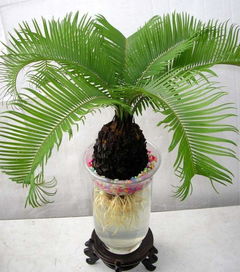 蘇鐵的養(yǎng)殖方法和注意事項簡述,德保蘇鐵養(yǎng)殖方法和注意事項,TP的養(yǎng)殖方法和注意事項