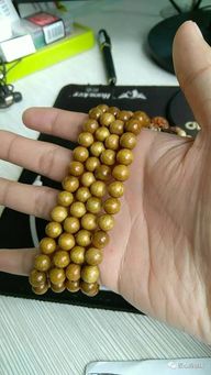 金絲楠木移栽注意事項(xiàng),金絲楠木小樹(shù)移栽注意事項(xiàng),金絲楠木苗移栽注意事項(xiàng)