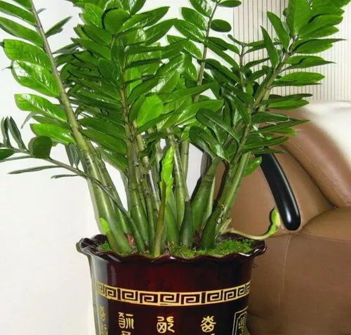 金錢樹打根注意事項