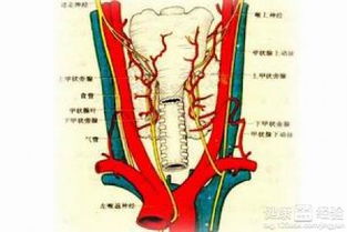 甲狀腺平時(shí)注意事項(xiàng)