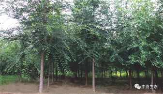 冬季移栽樹木注意事項,冬天移栽葡萄樹注意事項,秋季移栽樹木注意事項