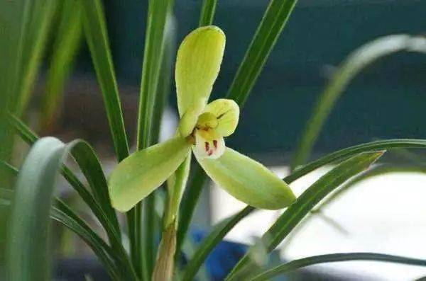 防風(fēng),種植,注意事項(xiàng)