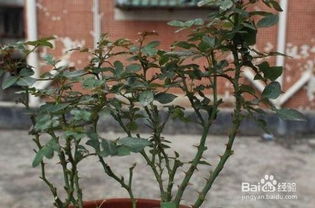 室內(nèi)月季種植方法和注意事項(xiàng)