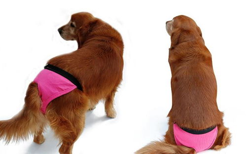 狗狗來例假注意事項,高原來例假注意事項,來例假爬山注意事項